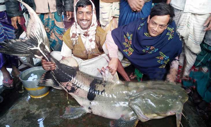 ধুনটে ধরা ৬০ কেজির বাঘাইড় ৬০ হাজার টাকায় বিক্রি ধুনটে ধরা ৬০ কেজির বাঘাইড় ৬০ হাজার টাকায় বিক্রি