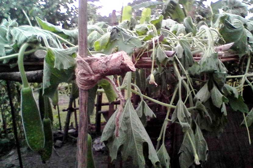 লাউ গাছ কেটে শত্রুতা উদ্ধার