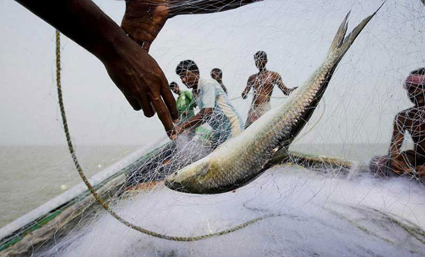 বুধবার থেকে ২২ দিন ইলিশ ধরা-বিক্রি করা যাবে না