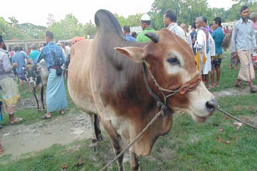 গরুর দাম কমে অর্ধেক