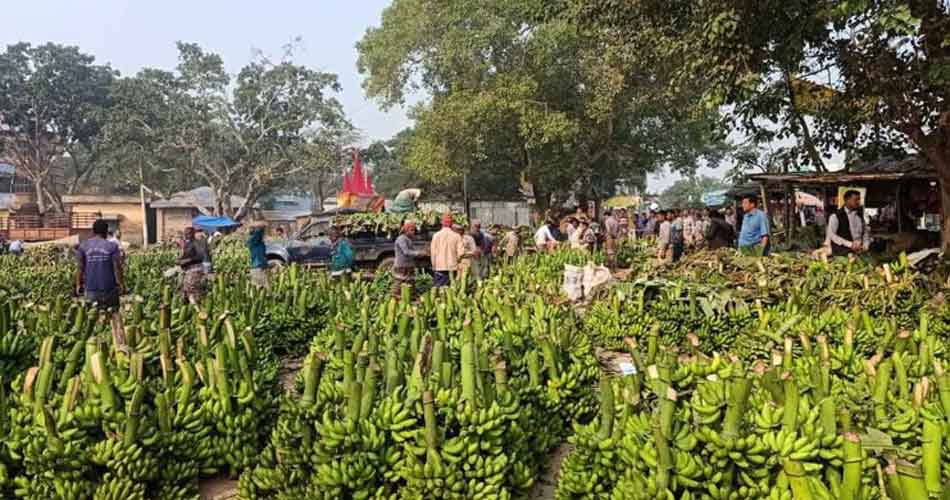 পুঠিয়ার গ্রামের হাটে মাসে বিক্রি ৮ কোটি টাকার কলা