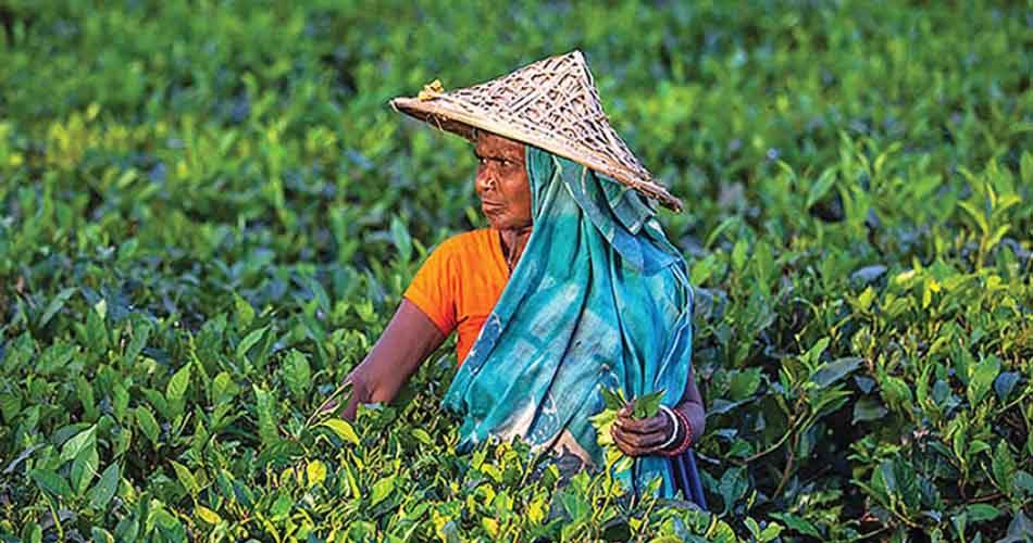 তিন মাসে সোয়া ৪ কোটি কেজি চা উৎপাদন