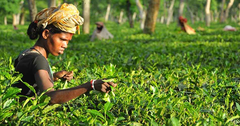 সমাপ্ত নিলামবর্ষে ১ হাজার ৭১২ কোটি টাকার চা বিক্রি