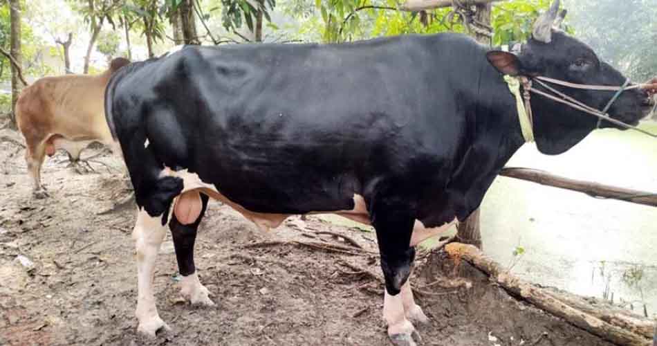 এক হাজার কেজির কালা পাহাড়ের দাম ৭ লাখ এক হাজার কেজির কালা পাহাড়ের দাম ৭ লাখ