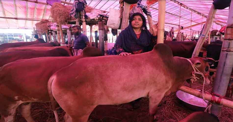 গরুর হাটে নারী বিক্রেতা সালমা, ‘কোনো কিছুরেই ভয় পাই না’ গরুর হাটে নারী বিক্রেতা সালমা, ‘কোনো কিছুরেই ভয় পাই না’