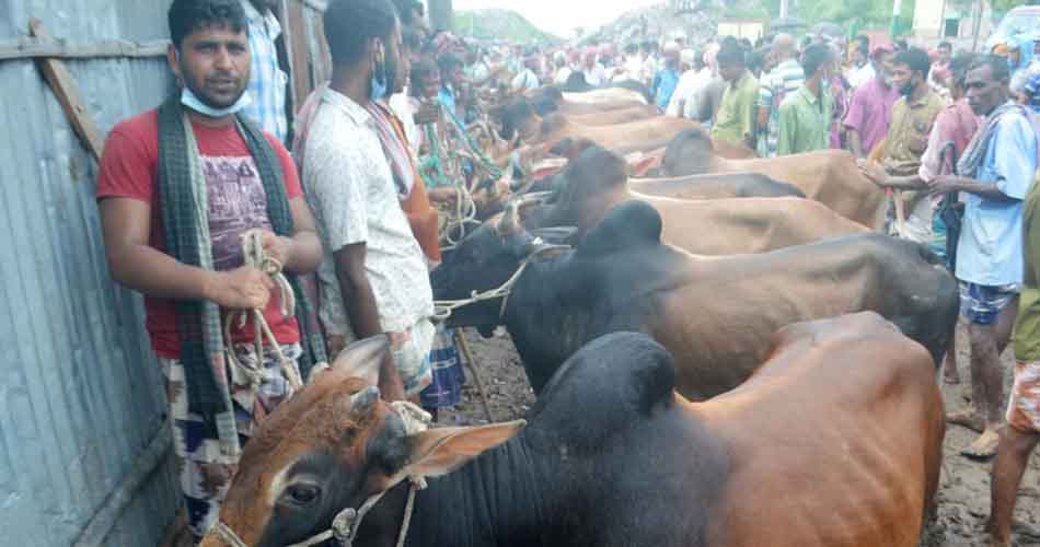 রাজশাহীতে কোরবানির পশু চাহিদার চেয়ে বেশি