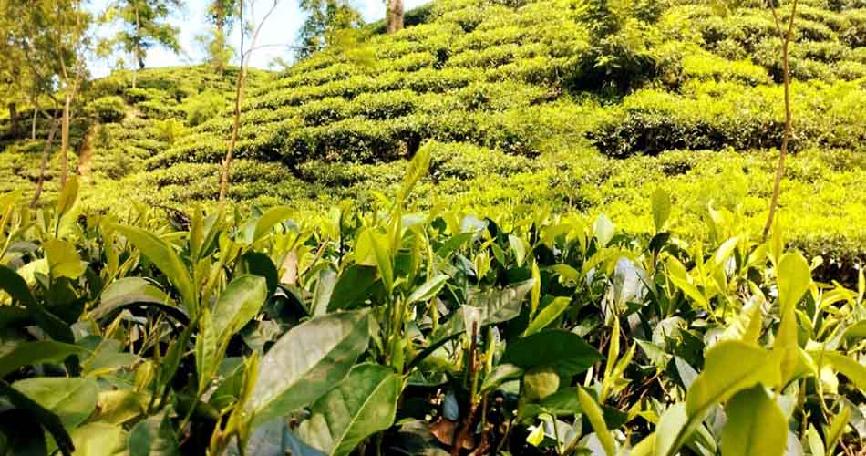 হিট স্ট্রোকে ২ চা শ্রমিকের মৃত্যু, আক্রান্ত অনেকে