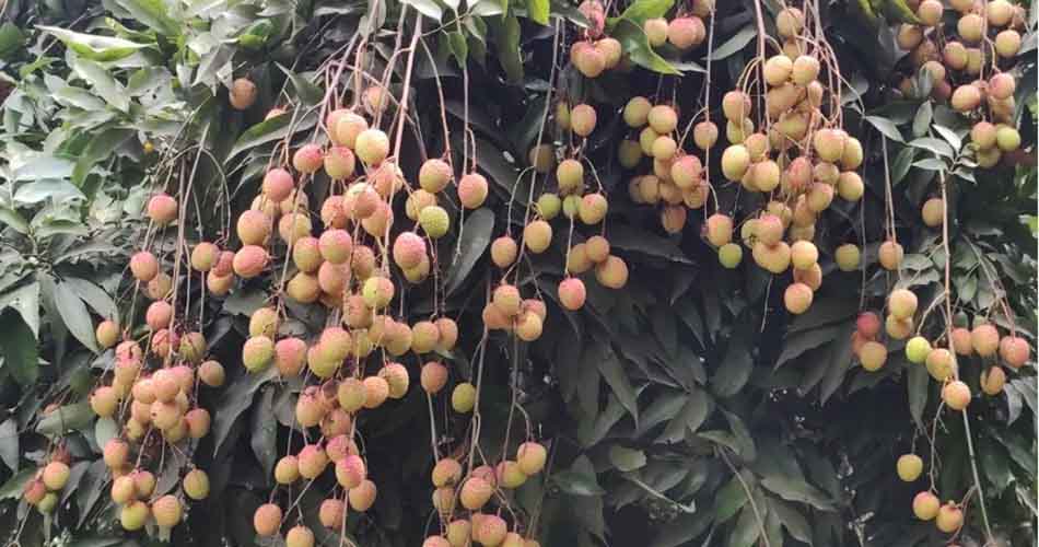 এক সপ্তাহ পর বাজারে আসবে দিনাজপুরের লিচু