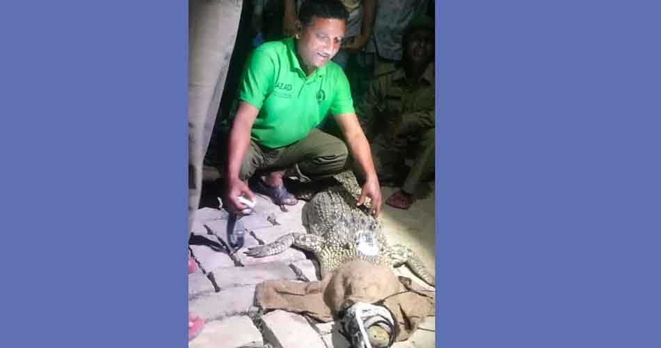 প্রথমবারের মতো কুমিরের পিঠে বসানো হলো স্যাটেলাইট ট্রান্সমিটার