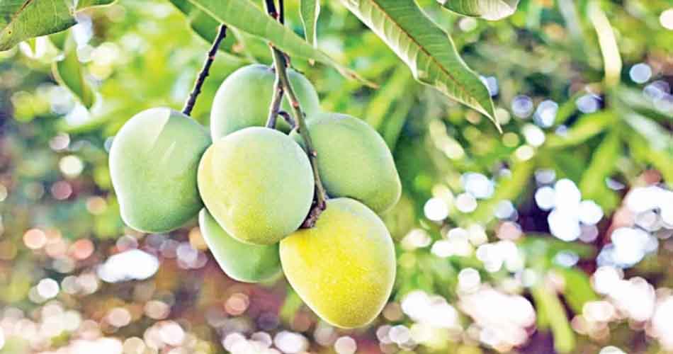 রাজশাহীর কোন আম কবে আসবে বাজারে
