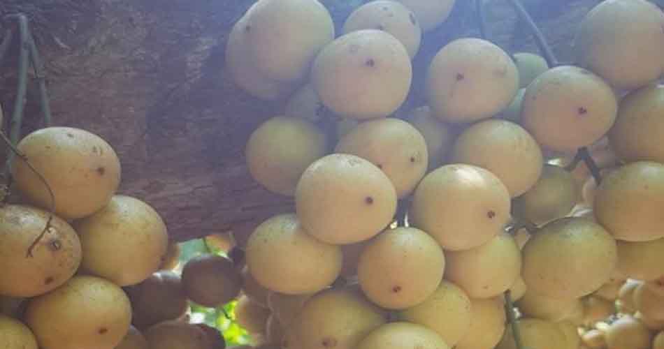 লটকন খাওয়ার ১০ উপকারিতা লটকন খাওয়ার ১০ উপকারিতা
