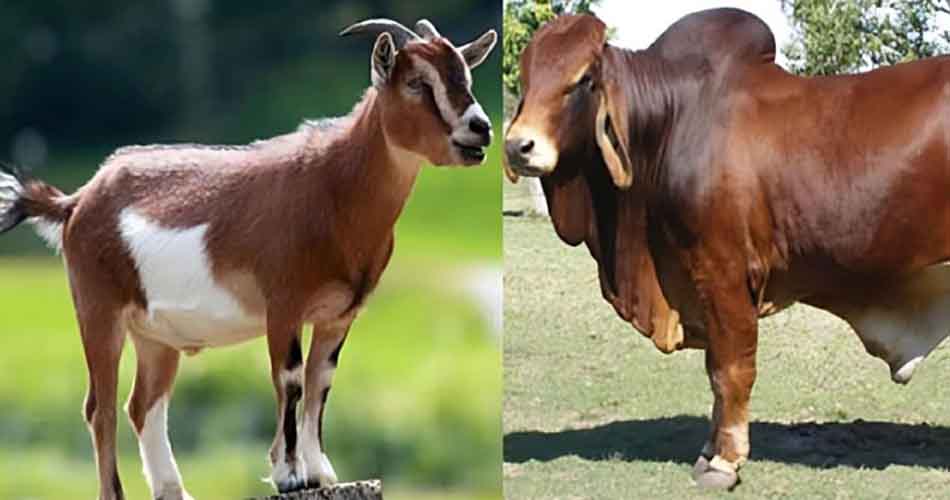 ঈদের আগেই বাড়ল গরু-খাসির মাংসের দাম
