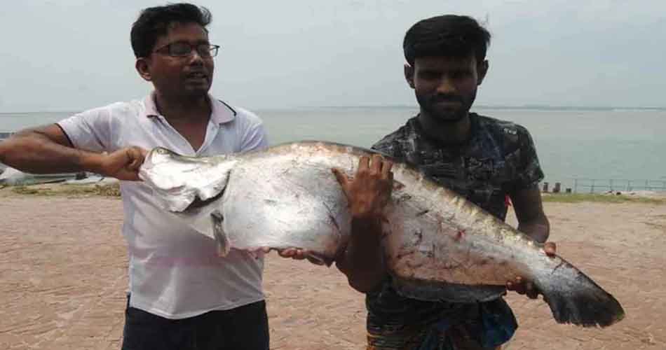 পদ্মায় ধরা পড়ল ১১ কেজির চিতল