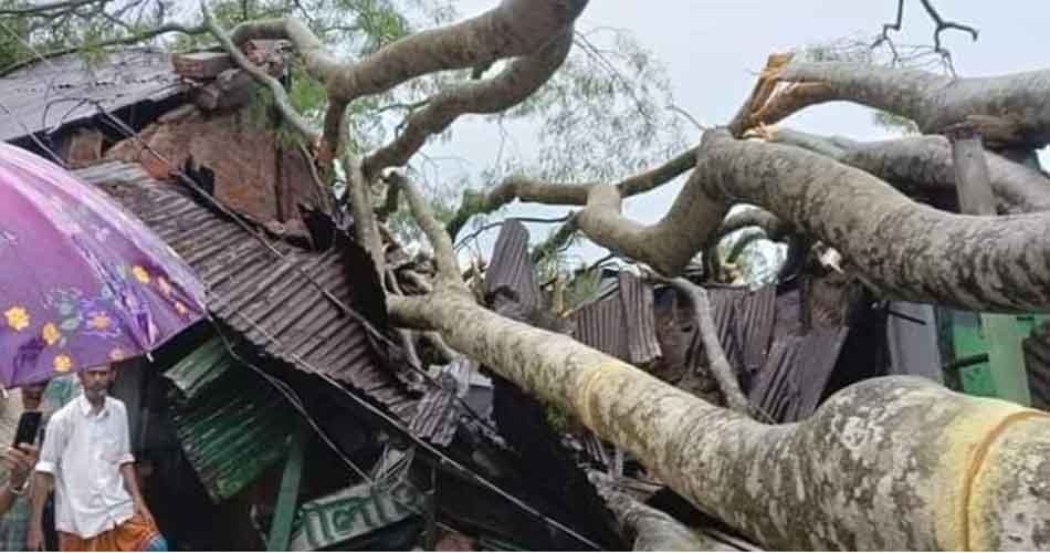 কালবৈশাখী ঝড়ে ৪ গবাদি পশুর মৃত্যু