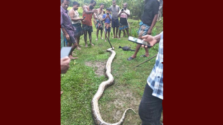 ছাগল গিলে খাওয়ায় অজগরকে পিটিয়ে হত্যা করল গ্রামবাসী ছাগল গিলে খাওয়ায় অজগরকে পিটিয়ে হত্যা করল গ্রামবাসী