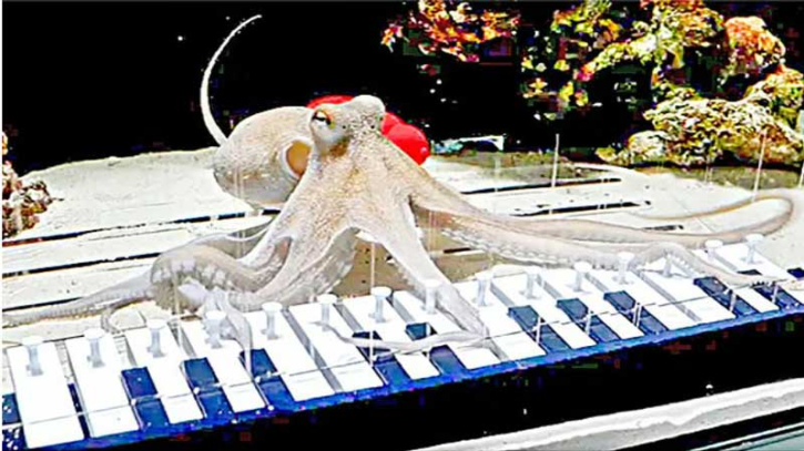 অক্টোপাসকে পিয়ানো শেখালেন ইউটিউবার ম্যাটিয়াস ক্রান্টজ!