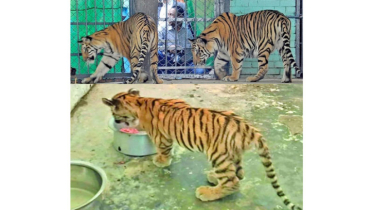 রংপুরের চিড়িয়াখানায় রোমিও জুলিয়েটের কোলে ডোনাল্ড ট্রাম্প