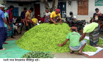 কাঁচা মরিচের ফলন ভালো হলেও দামে  হতাশ নওগাঁর কৃষকরা