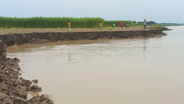 নদী ভাঙ্গনে দিশেহারা পদ্মাপাড়ের মানুষ