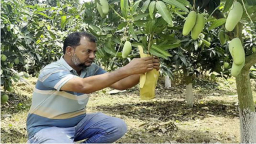 রায়হানের সাফল্যের গল্প: এক বাগানে শুরু, এখন ১৬টি—আয় বছরে ৫০ লাখ