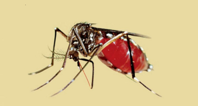 চট্টগ্রামে এক দিনে ২৩ জনের ডেঙ্গু শনাক্ত