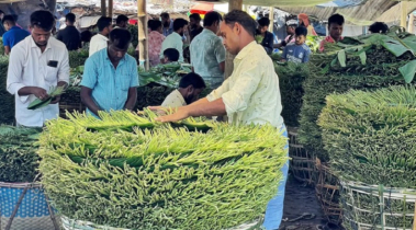 দাম কমে যাওয়ায় মহেশখালীর মিষ্টি পান চাষীদের দুর্দিন