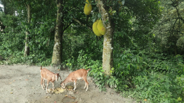 মেহেরপুরে দাম না থাকায় কাঁঠাল এখন গবাদিপশুর খাদ‍্য