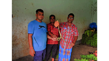 শ্রীমঙ্গল কলার বাজারে সাপের আগমন, আতঙ্কের পর উদ্ধার 