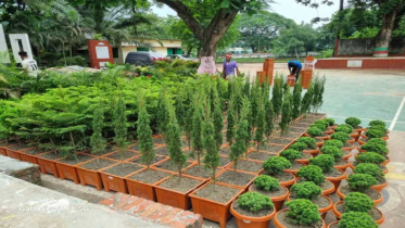 সবুজে মোড়ানো উপজেলা পরিষদ