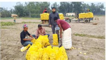 রপ্তানির পথে দিনাজপুরের বীরগঞ্জের আলু