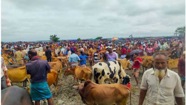 গরুতে ভরা হাট, নেই ক্রেতা—বরিশালে কোরবানির আগে দুশ্চিন্তায় খামারি