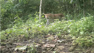 পার্বত্য চট্টগ্রামের অরণ্যে চিতা বাঘের দেখা মিলল