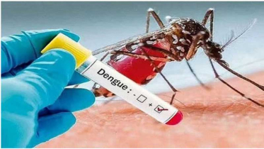 বরগুনায় ডেঙ্গুতে হঠাৎ বিস্ফোরণ, ২৪ ঘণ্টায় আক্রান্ত ২৮৮ জন