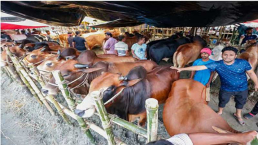 স্বেচ্ছাচারিতায় গাবতলী হাটে ডিএনসিসির ক্ষতি সাড়ে ৫ কোটি টাকা