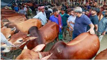 রাজধানীর হাটে গরু যথেষ্ট, বেচাকেনায় গতি