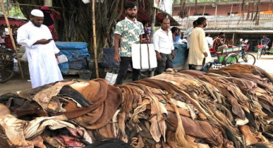 চামড়ার ভালো দাম পেতে করণীয় কী?