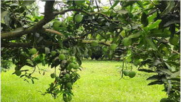 একসঙ্গে পাকে সব আম, বিপাকে চাষি