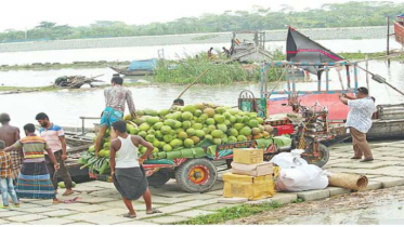 অযত্ন-অবহেলায়ও টিকে আছে ভোলার হাজার কোটি টাকার ডাবের অর্থনীতি