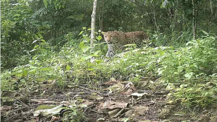 পার্বত্য চট্টগ্রামের অরণ্যে চিতা বাঘের দেখা মিলল