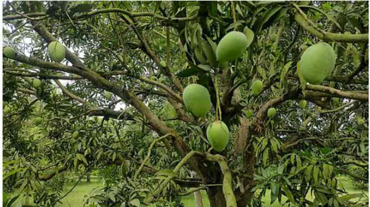 আমের বাজারে উত্থান-পতন: চাষিদের লাভ-লোকসানের হিসাব