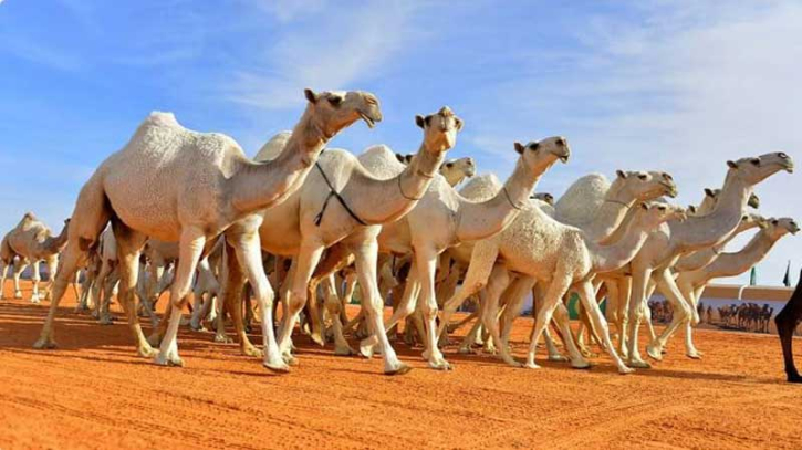 উট কোরবানিতে বিশেষ সুন্নত—জেনে নিন ইসলামের নির্দেশনা ও পদ্ধতি