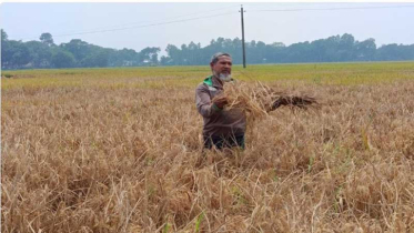 মেলান্দহে ধানে কারেন্ট পোকার হানা, দিশেহারা কৃষক