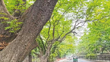রমনার বুকে ছায়াময় ভালোবাসা—হেয়ার রোড যেন শহরের এক গহিন কবিতা