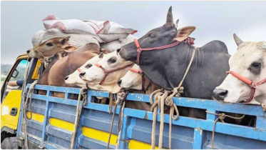 মহাসড়কে অস্ত্রের মুখে ১৭ গরু লুট