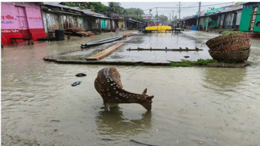 জোয়ারের পানিতে ভেসে বেড়াচ্ছে নিঝুম দ্বীপ, রাস্তায় ঘুরছে হরিণ!