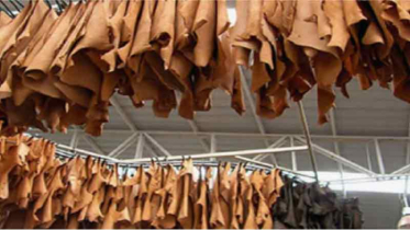 চামড়া খাতে সংকট! দুই কোম্পানির দুরবস্থায় শেয়ারহোল্ডারদের হতাশা