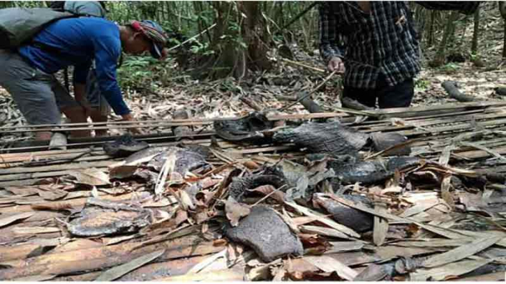সাঙ্গু-মাতামুহুরী বনে হাতির শিকার চাঞ্চল্য সৃষ্টি করেছে সাঙ্গু-মাতামুহুরী বনে হাতির শিকার চাঞ্চল্য সৃষ্টি করেছে